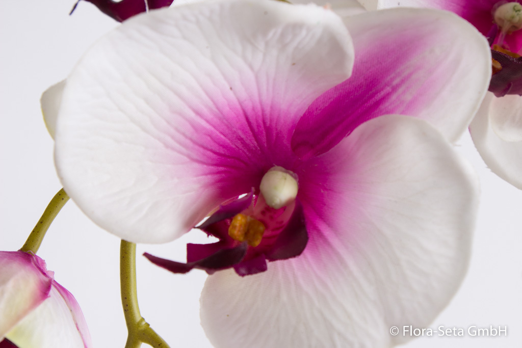 Orchidee Phalaenopsis mit 7 Blüten und 2 Knospen im schwarzen Kunststofftopf Farbe: weiß-pink