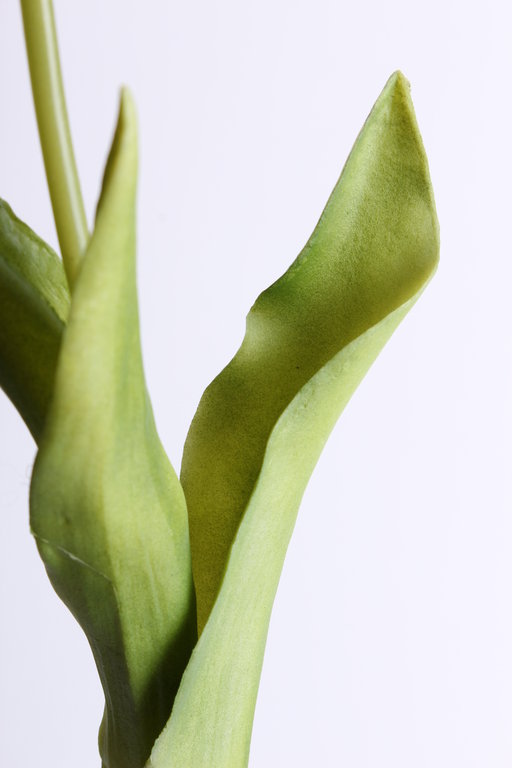 Tulpe mit 3 Blättern Farbe: rot
