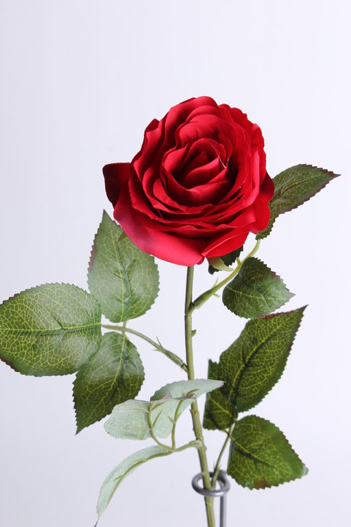 Rose Dijon Farbe: rot