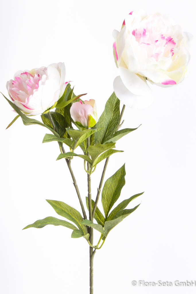 Pfingstrose mit 2 Blüten und 1 Knospe Farbe: creme-pink