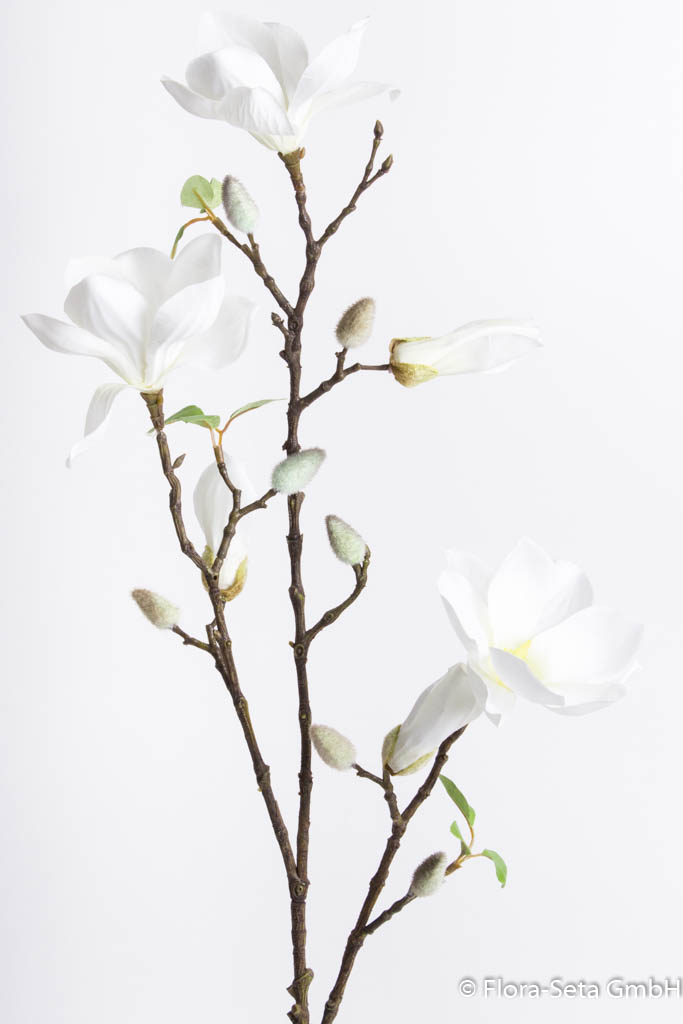 Magnolienzweig mit 3 Blüten und 3 Knospen Farbe: creme-weiß