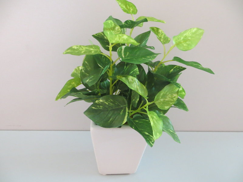 Mini Pothospflanze im weißen Keramikgefäß Farbe:grün-hellgrün