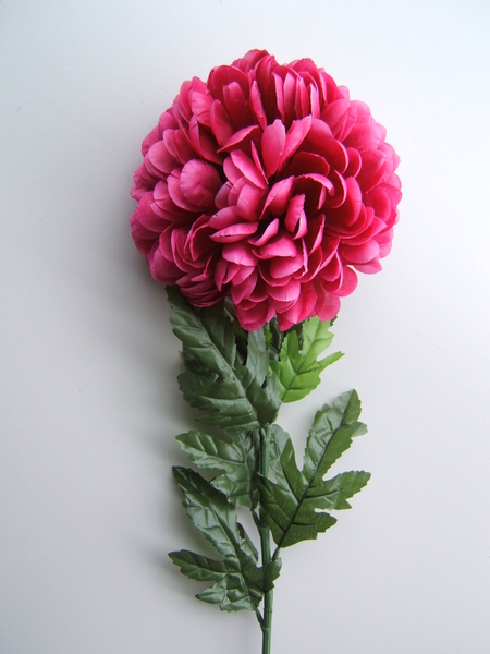 Chrysantheme XXL Farbe: beauty