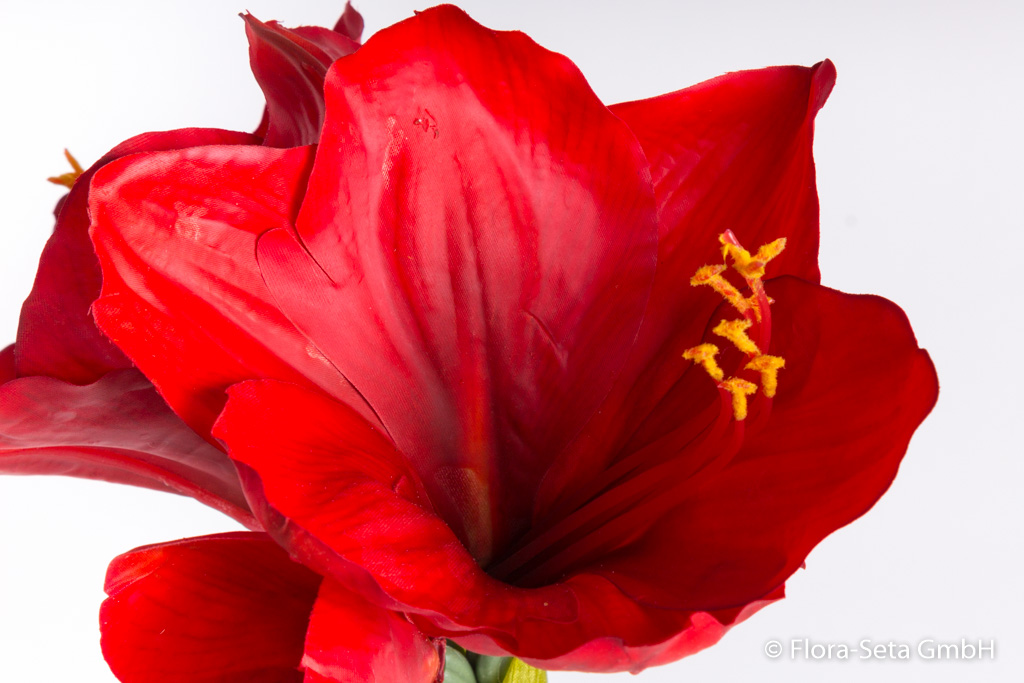 Amaryllis mit 2 Blüten und 1 Knospe Farbe: rot "real touch"