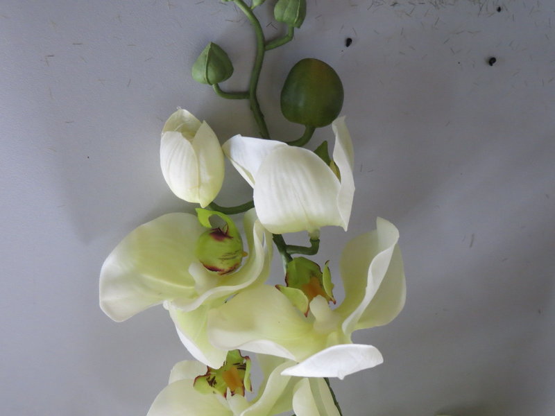 Orchidee auf künstlichem Erdballen mit 4 Stielen Farbe:hellgrün-creme