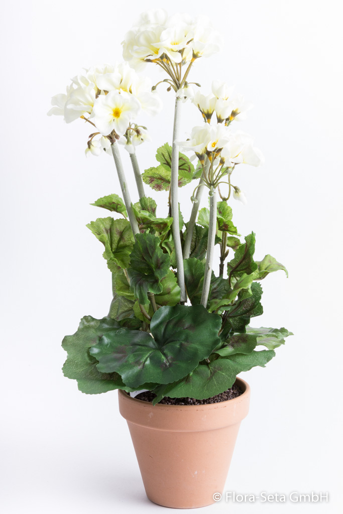Geranie mit 5 Blütenköpfen im terrakottafarbenen Tontopf Farbe: creme-weiß
