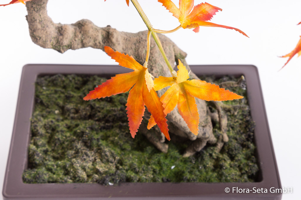 Bonsai Akita herbstfarben in brauner rechteckigen Kunststoffschale