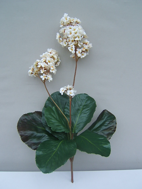Bergenia Pflanze mit 3 Blütenstängeln und 7 Blättern