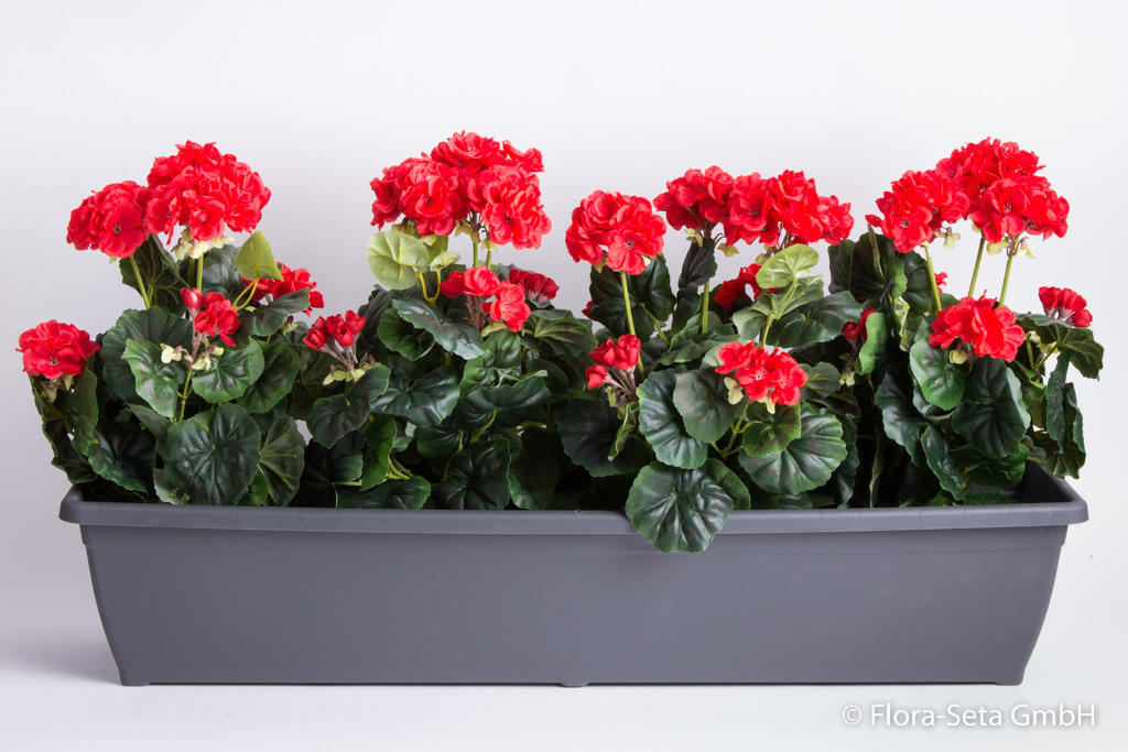 Geranien im anthrazitfarbenen Kunststoff-Balkonkasten Toscana 80 cm getopft Farbe:rot