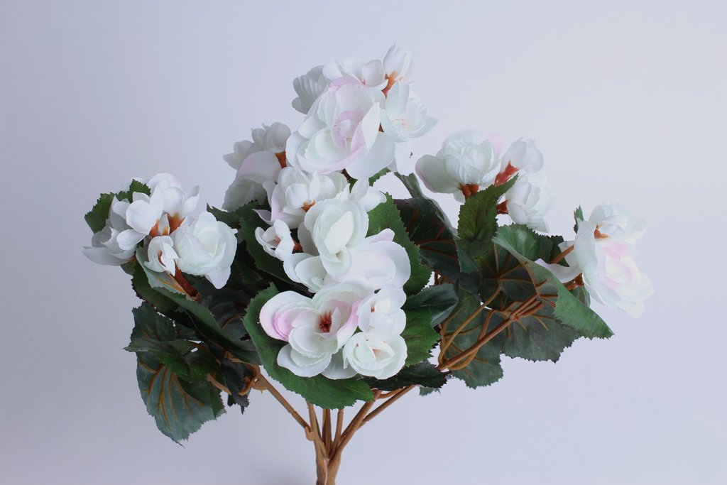 Begonienbusch mit 9 Stielen und 42 Blüten/Knospen Farbe:weiß - leicht  rosa