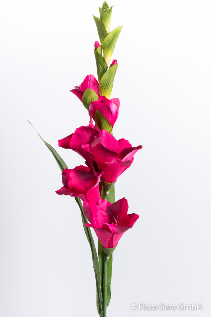 Gladiole mit 6 Blüten und 2 Knospen Farbe: beauty