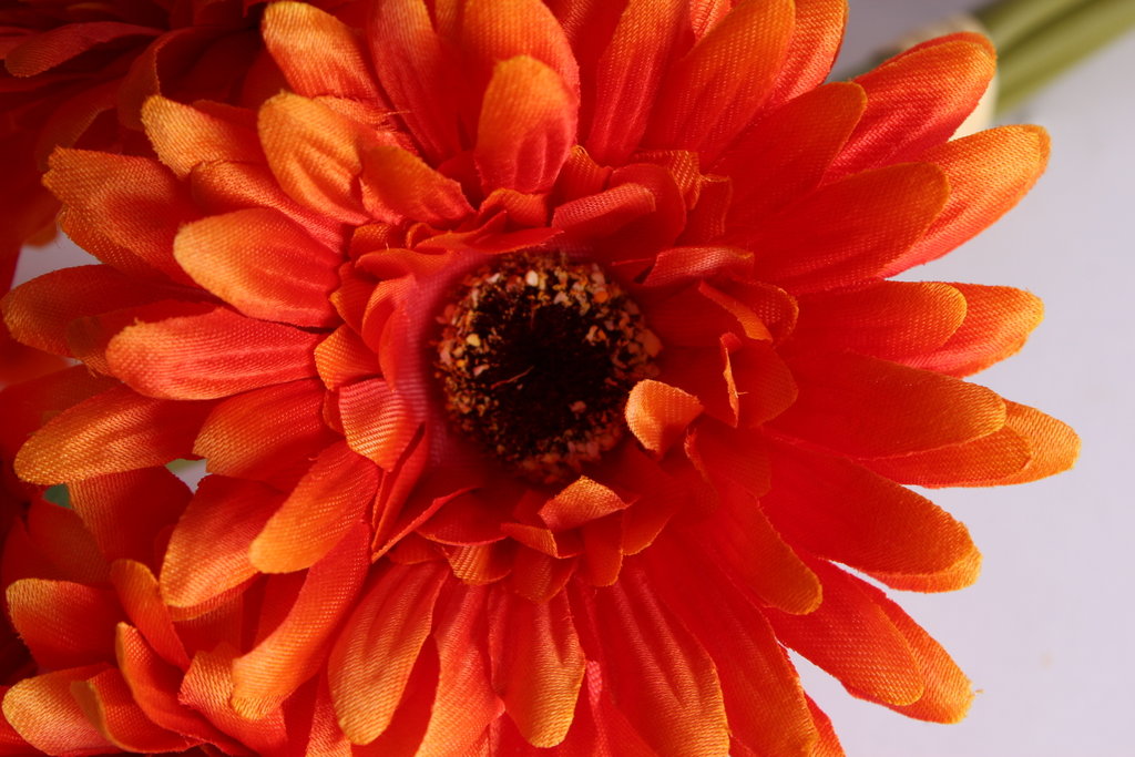 Gerberabündel mit 5 Blüten Farbe: orange