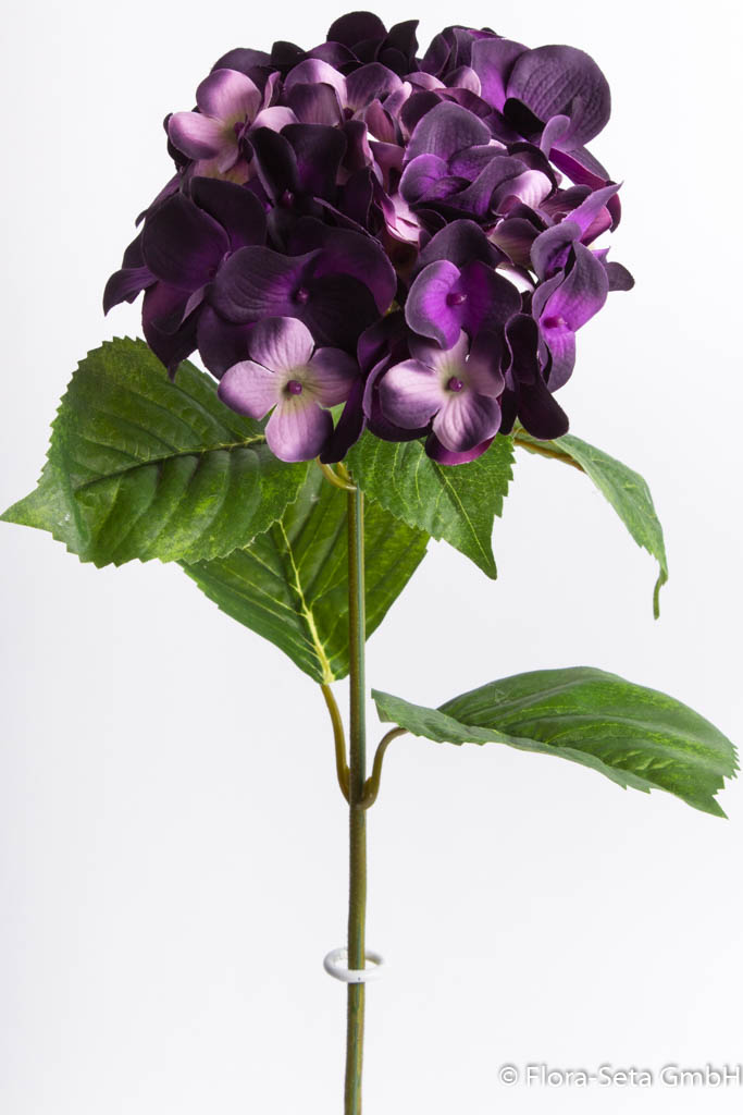 Hortensie mit 6 Blättern Farbe: lila