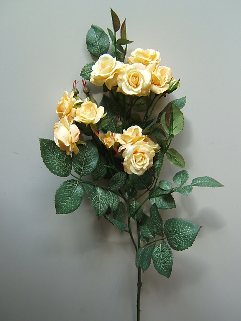 Rosenast Carola mit 16 Blüten Farbe:gelb