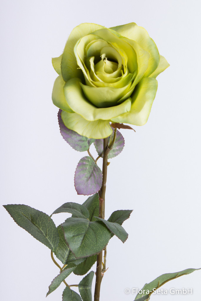 Rose Granada offen Farbe:grün