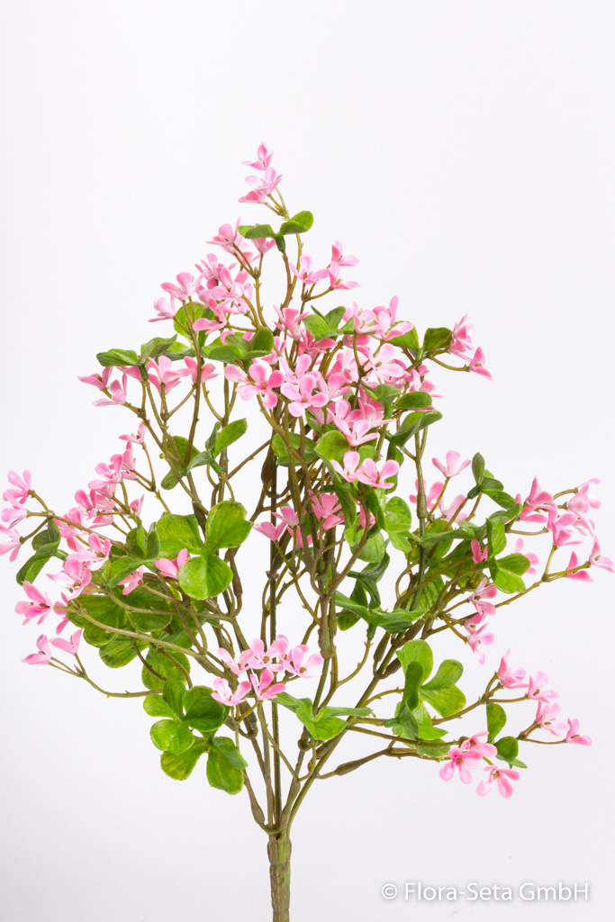 Kleebusch blühend Farbe: pink