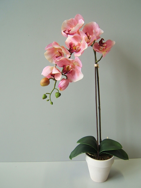 Orchidee Phalaenopsis Royal im Kunststofftopf mit 9Blüten,3Knospen,4Blättern Farbe:pink