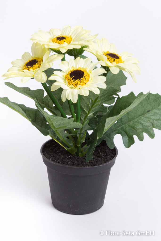 Mini-Gerbera mit 5 Blüten im schwarzen Kunststofftopf Farbe: creme