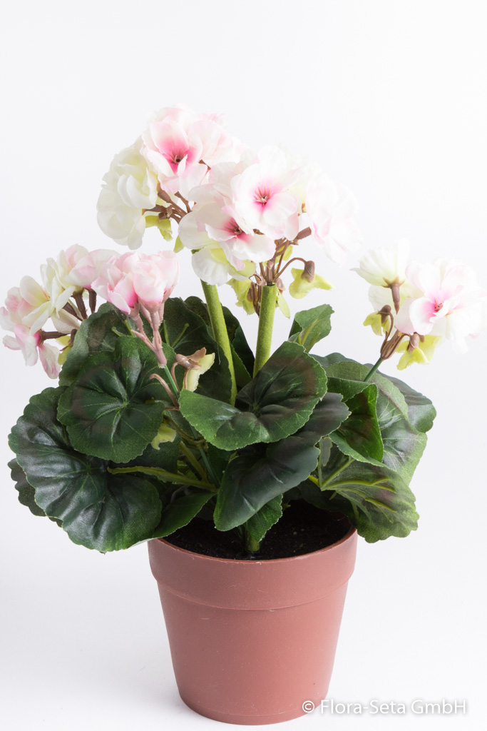 Geranienbusch mit 6 Stielen und 6 Blütenköpfen in braunem Kunststofftopf Farbe:weiß-pink