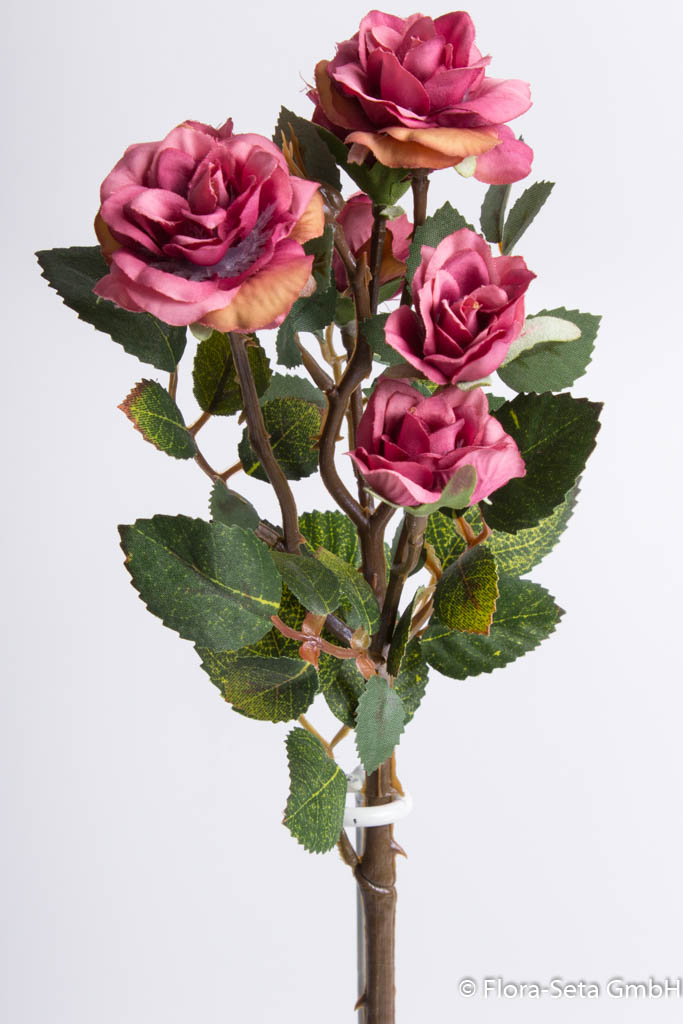 Mini-Rosenzweig (Polyantha Rose) Farbe: dunkelrosa