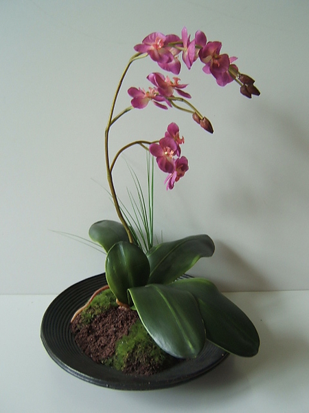 Orchidee Phalaenopsis-Arrang.purple in dekorativer schwarzer Schale (nur im 2er-Set lieferbar)