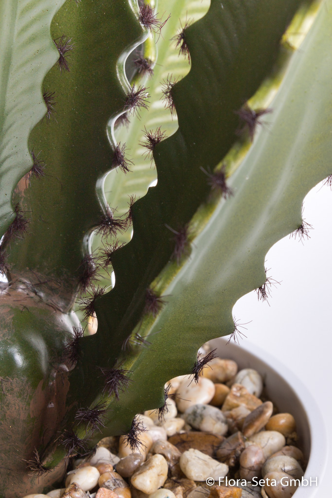 Kaktus in weißem Kunststofftopf