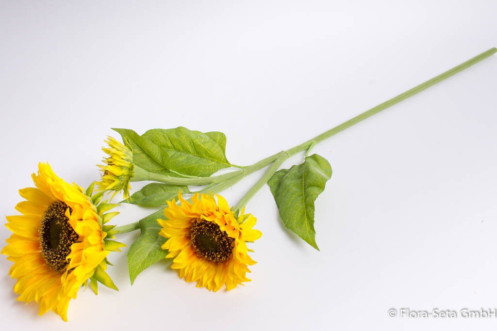 Sonnenblume mit 3 Blüten Farbe: gelb