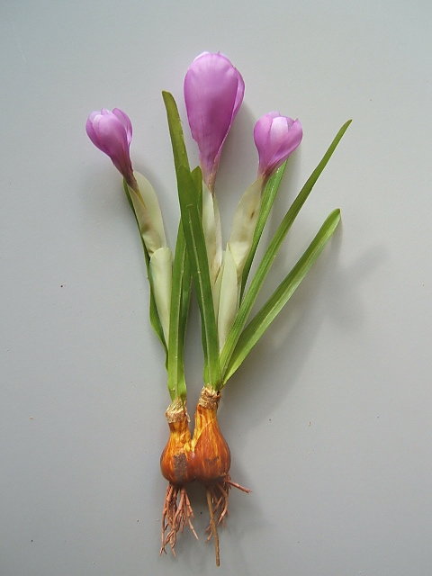 Krokus mit 3 Blüten auf Zwiebel