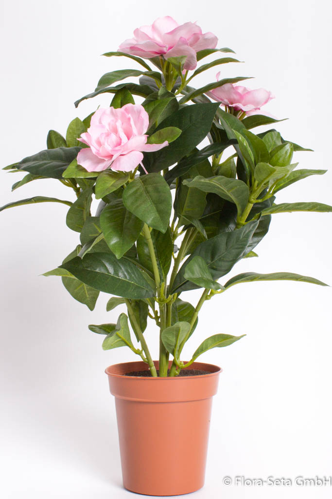 Kamelienbusch mit 3 Blüten im Kunststofftopf Farbe:rosa-pink