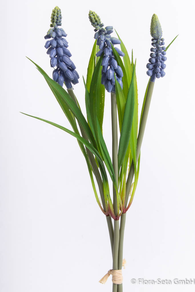 Muscaribündel mit 3 Blüten Farbe: blau