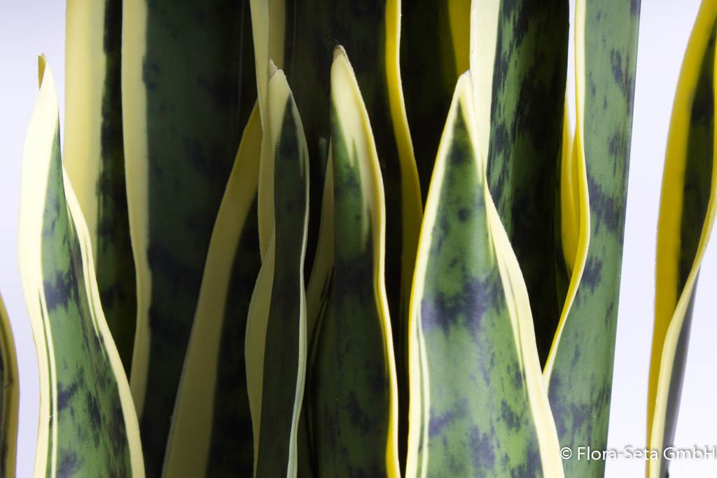 Sansevieria (Bogenhanf) im schwarzen Kunststofftopf, Höhe ca. 93 cm Farbe: grün-gelb