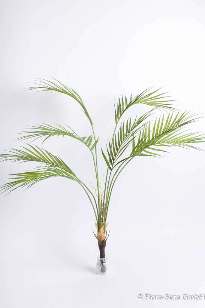 Areca Palme mit 8 Blättern, Höhe ca. 77 cm