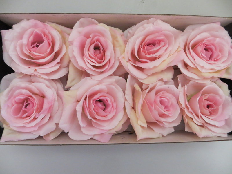 Rosenköpfe in Geschenkpackung Farbe:pink-rosa (1Einheit=8Stück)