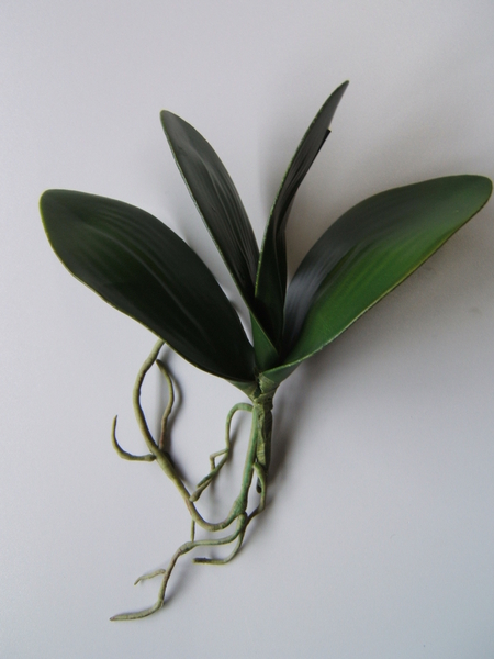 Orchideenblattbündel mit 4 Blättern und langer Luftwurzel