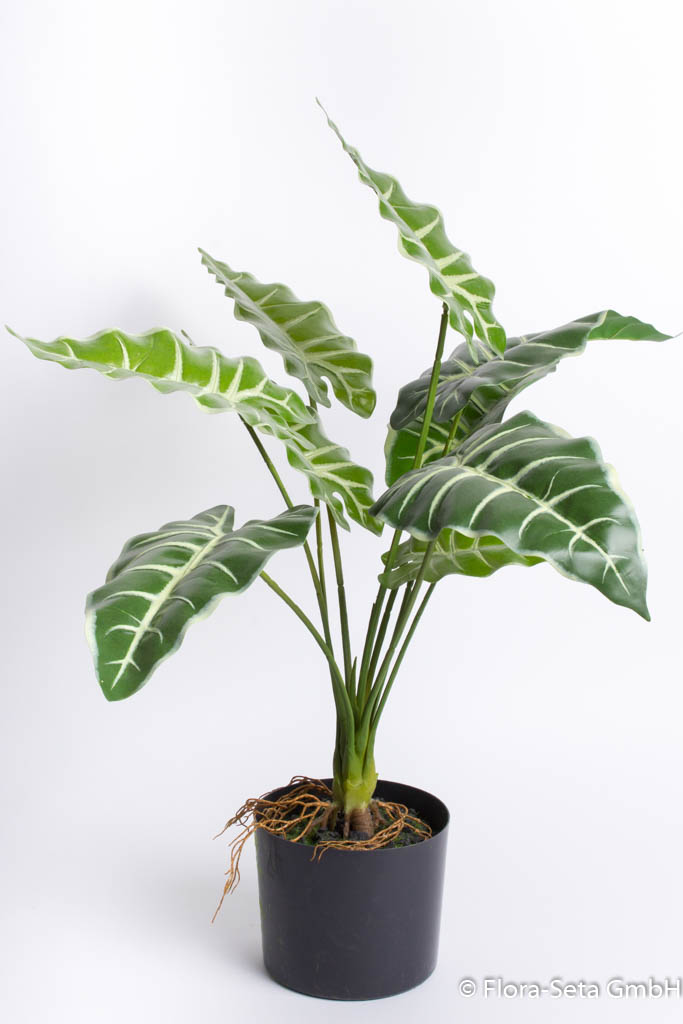 Alocasiapflanze im schwarzen Kunststofftopf Farbe: grün- leicht creme