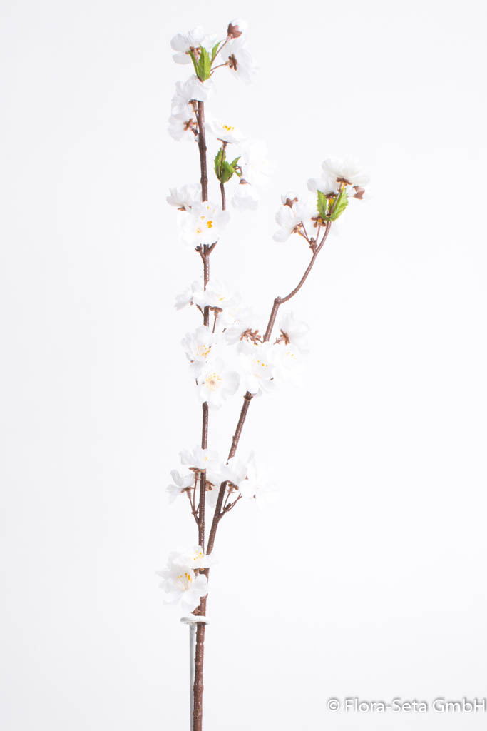 Frühlingszweig blühend mit 39 Blüten Farbe:weiß mit hellgelber Mitte