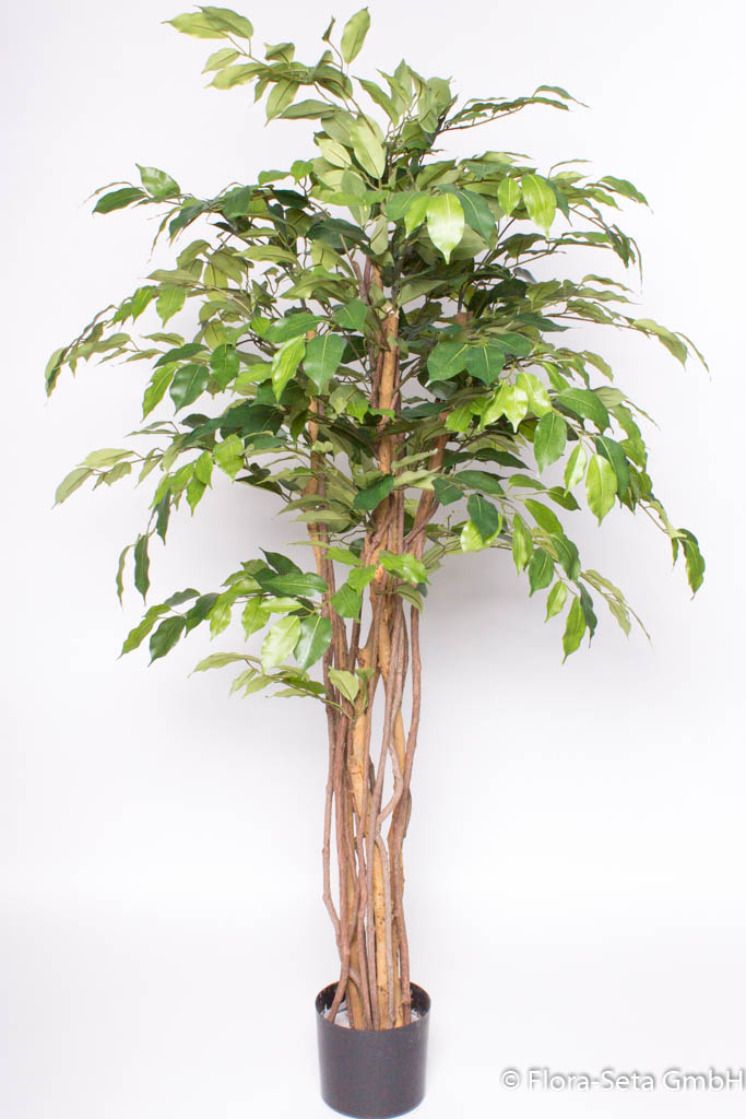 Ficus Benjamini im Kunststofftopf mit ca. 720 Blättern, Höhe ca. 140 cm Farbe:grün