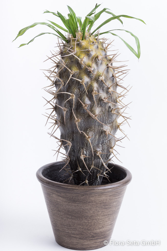 Kaktus in braunem Kunststofftopf