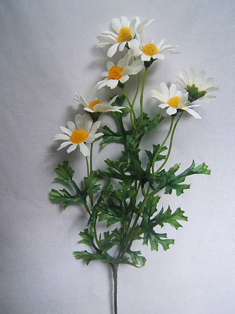 Margeritenzweig mit 7 Blüten und 16 Blättern