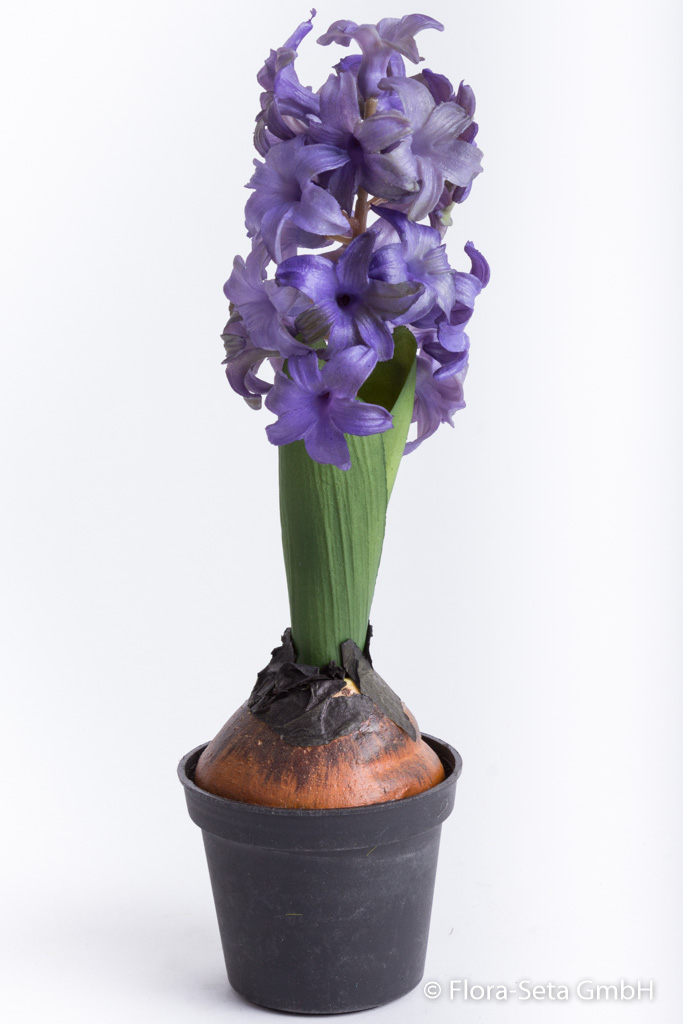 Hyazinthe in schwarzem Kunststofftopf Farbe: lila "real touch"
