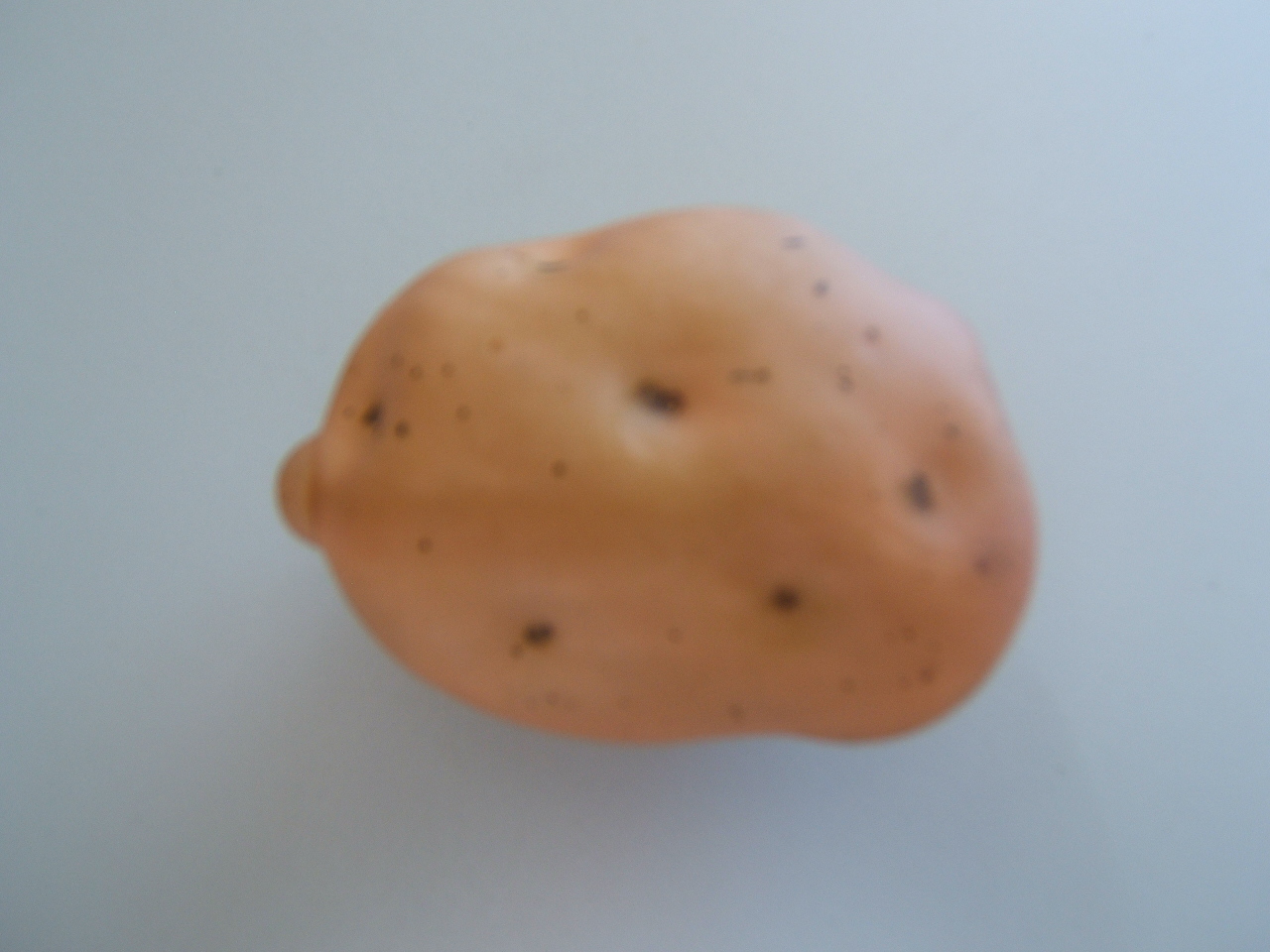 Kartoffel Farbe:braun-ockergelb