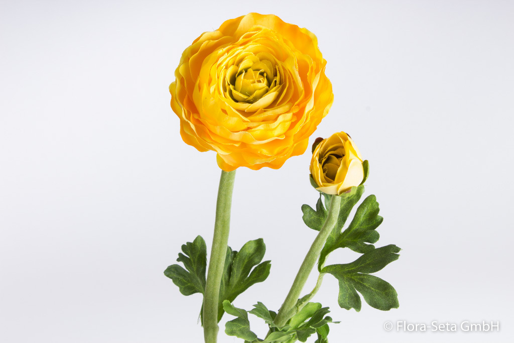 Ranunkel mit 1 Blüte, 1 Knospe und 3 Blättern Farbe: gelb