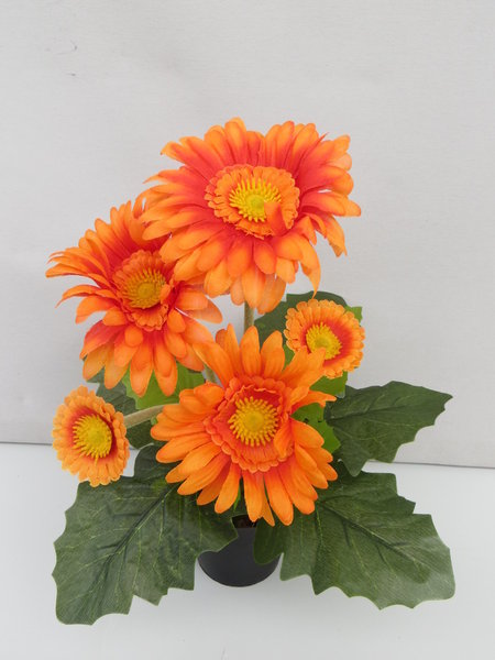 Gerbera mit 5 Blüten im schwarzen Kunststofftopf Farbe:orange