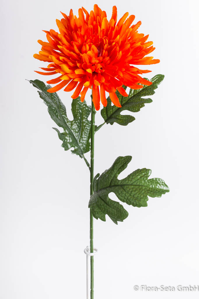 Chrysantheme,  Farbe: orange