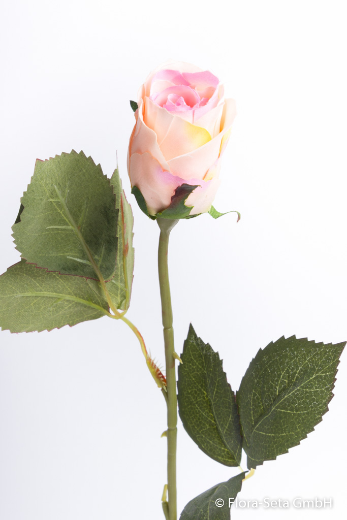 Rose halboffen Farbe: hellrosa