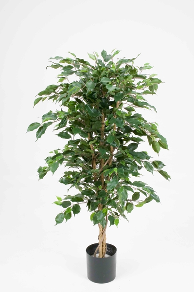 Ficus Naturalis Farbe:grün  (1 Einheit = 2 Stück)