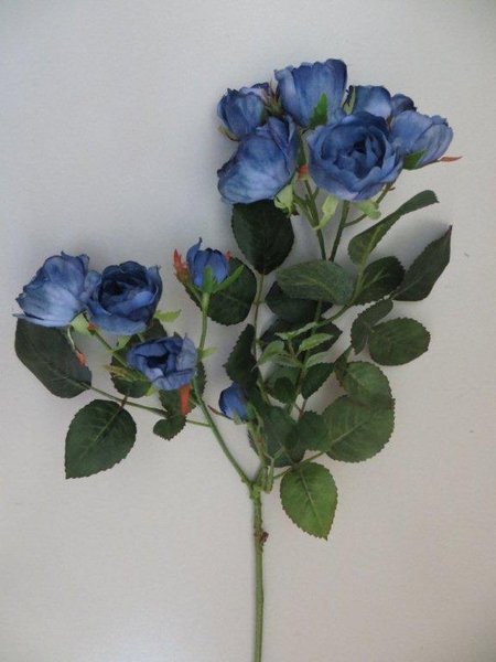Zwergröschenzweig Petit mit 11 Blüten Farbe:blau