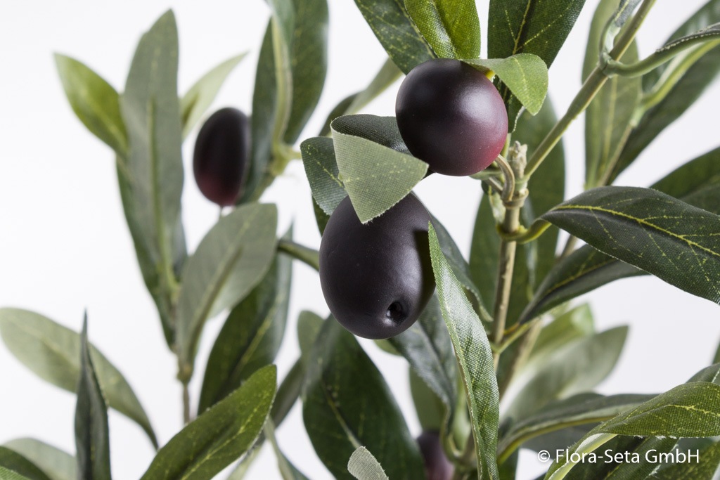 Olivenbaum im schwarzen Kunststofftopf