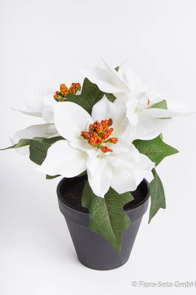 Poinsettienbusch mit 3 Blüten Farbe: weiß im schwarzen Kunststofftopf