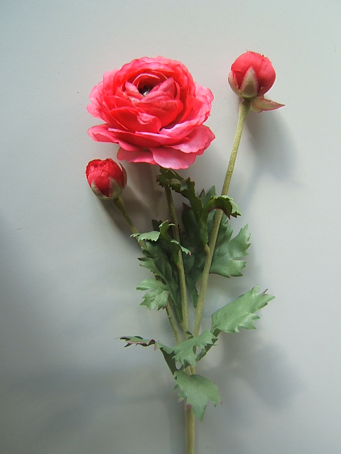 Ranunkel mit 3 Stielen, 3 Blüten und 6 Blättern Farbe:dunkelpink